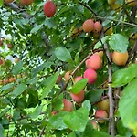 Alojamento de Acomodação e Pequeno-almoço Sognefjord Gjesteheim *