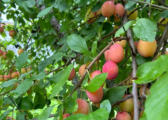 Frühstückspension Sognefjord Gjesteheim *