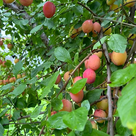 住宿加早餐酒店 Sognefjord Gjesteheim *